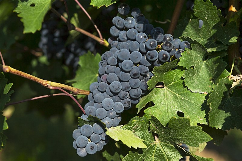 Aziende Vinicole e Agricole